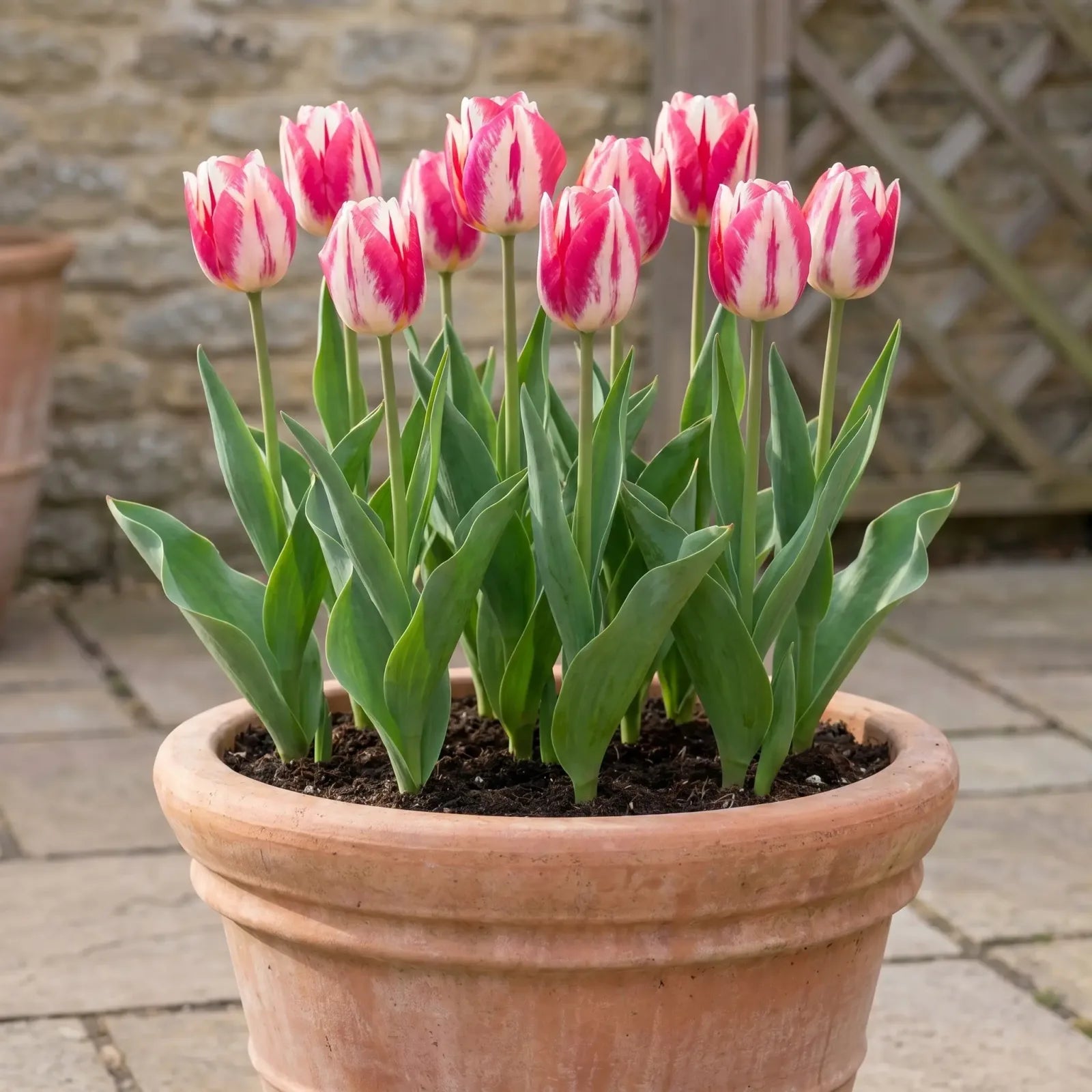 Tulipa Spryng Break pot balcony