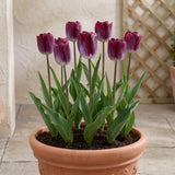 Tulipa Kansas Proud pot balcony