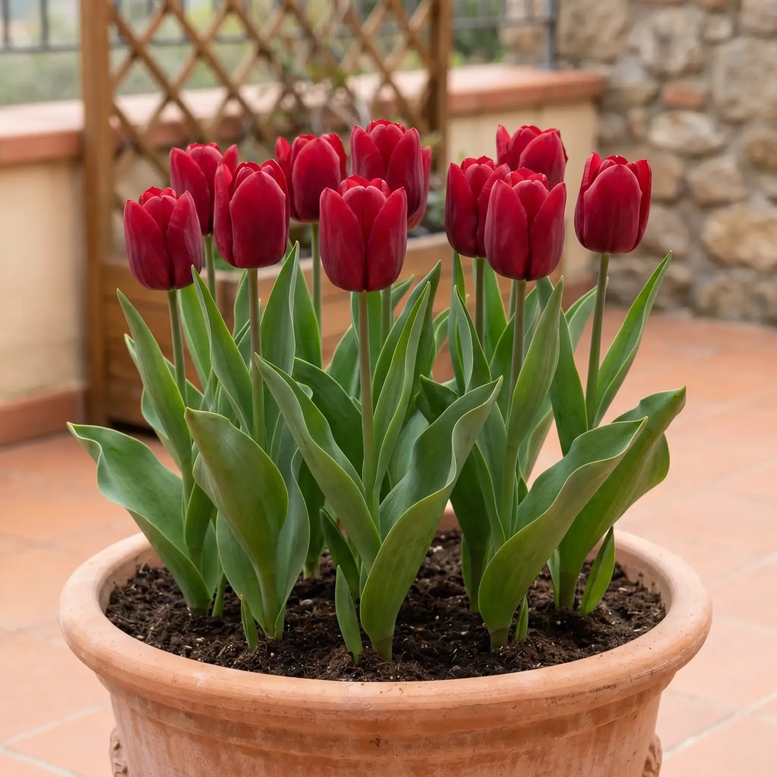 Tulipa Seadov pot balcony
