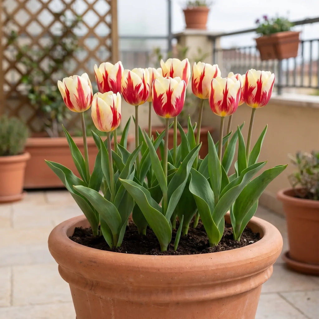 Tulipa Grand Perfection pot balcony