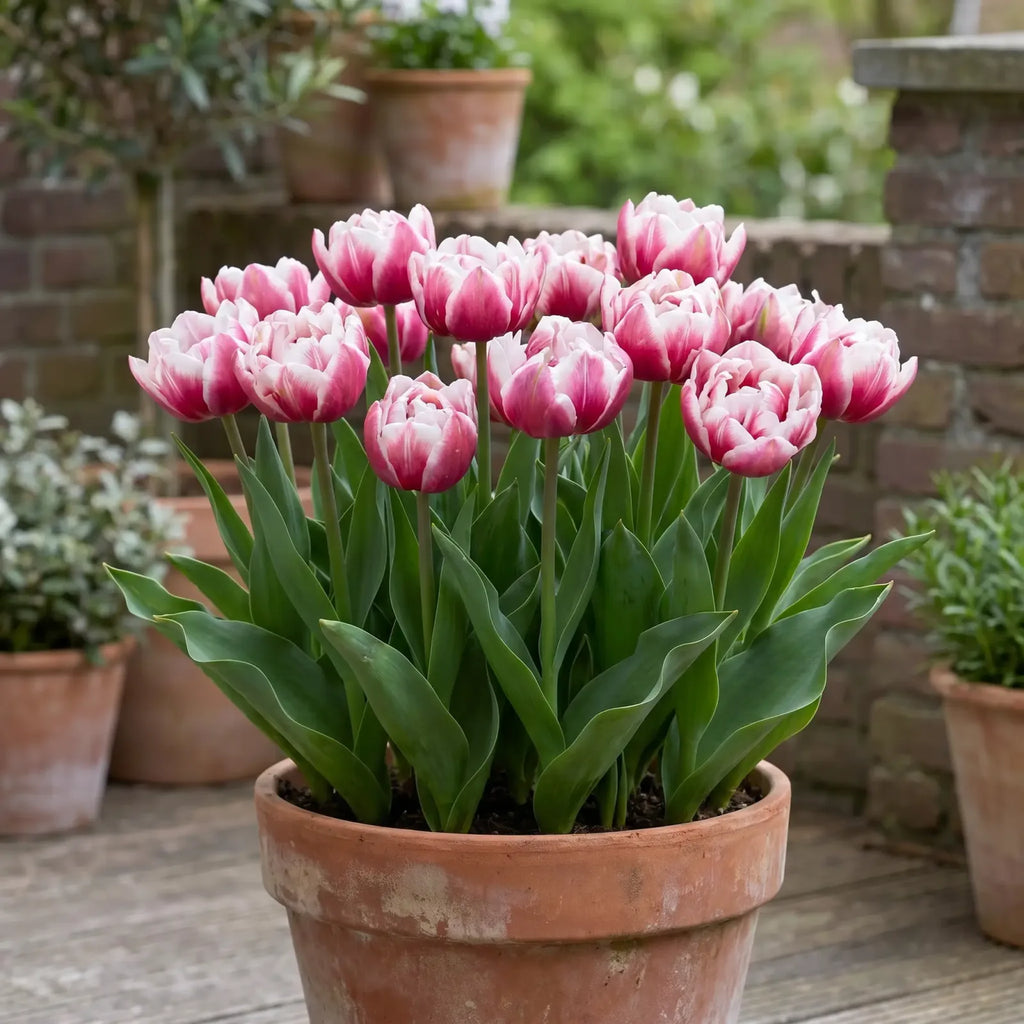 Tulipa Columbus in een terracotta pot op een terras