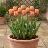 Tulipa Request pot balcony