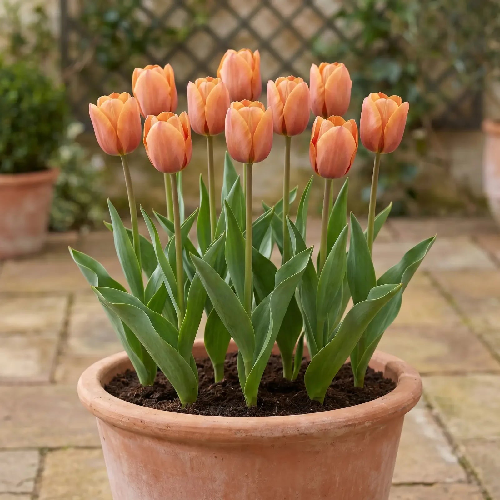 Tulipa Request pot balcony