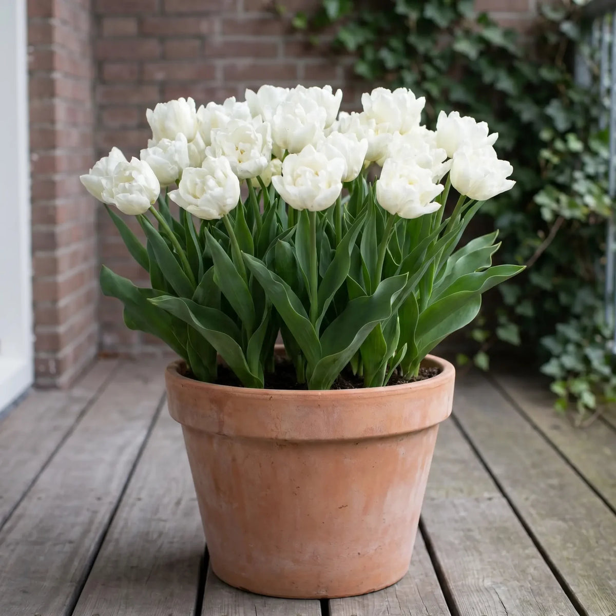 Tulipa Mondial in een terracotta pot op een terras
