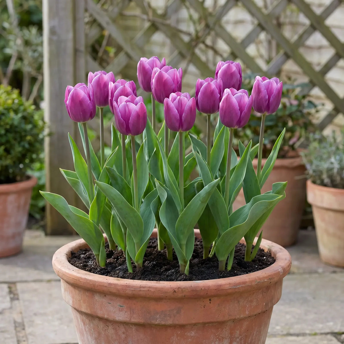 Tulipa Purple Prince pot balcony
