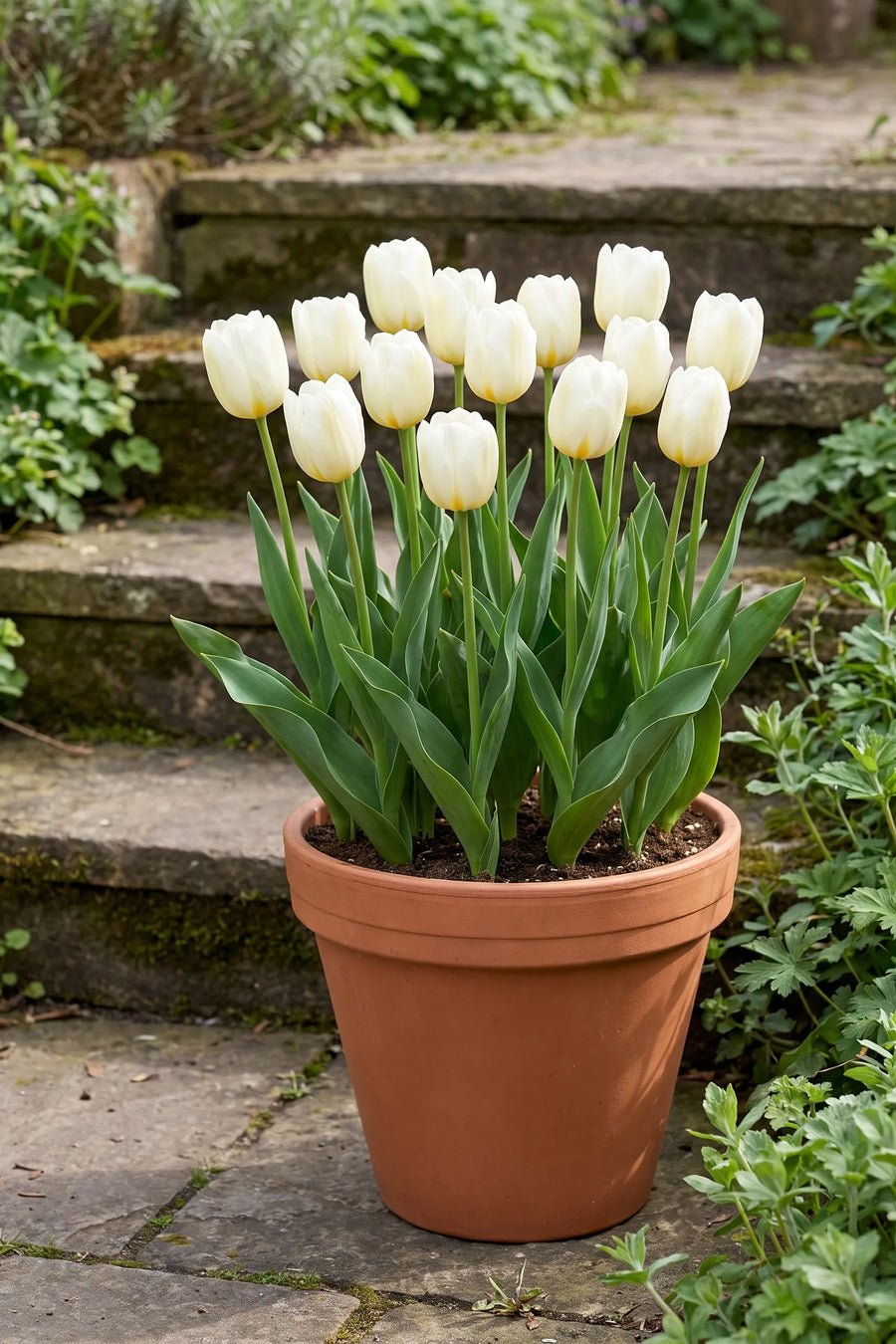 Tulipa Francoise in een pot op een terras