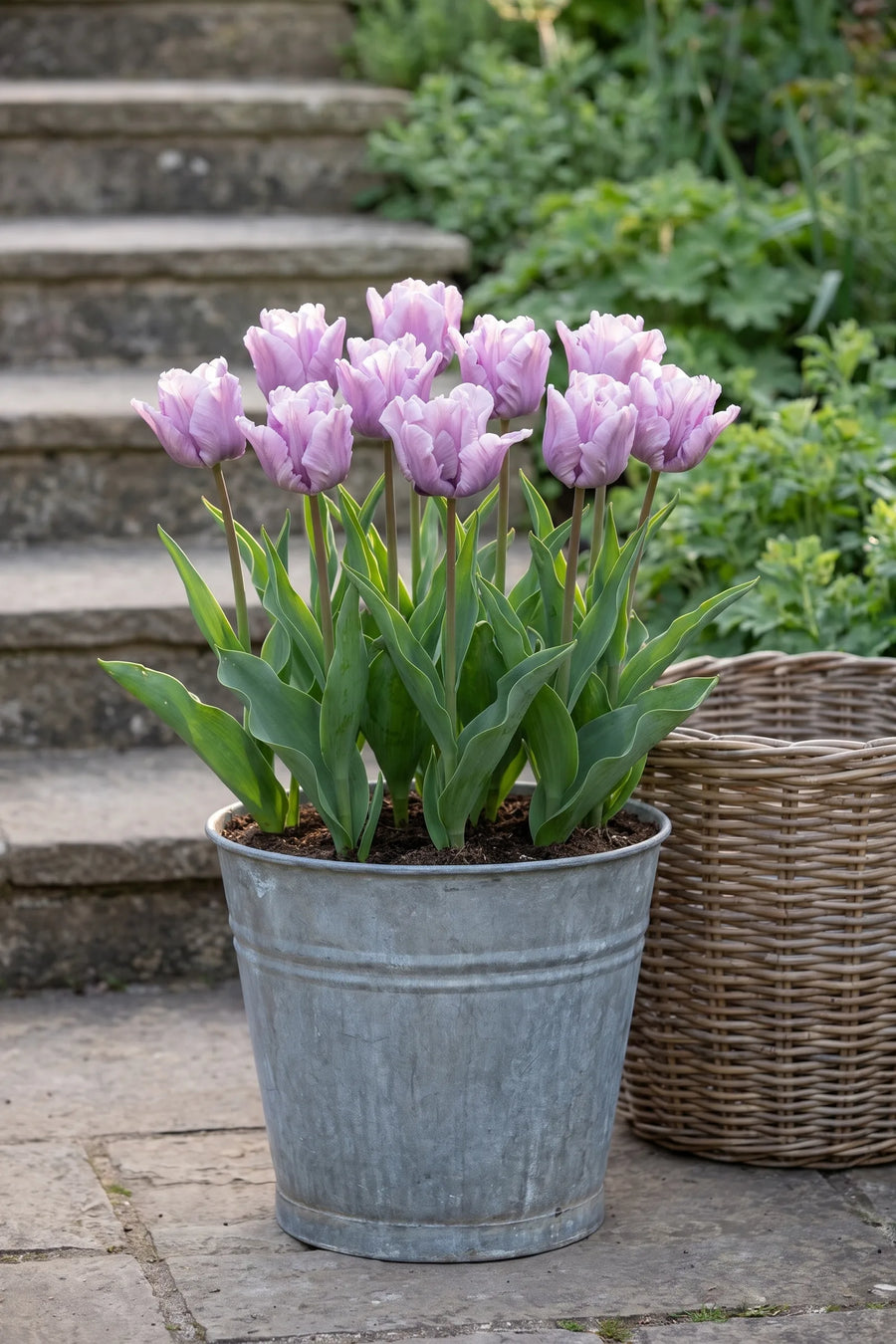 Tulipa James Last in een pot op een terras