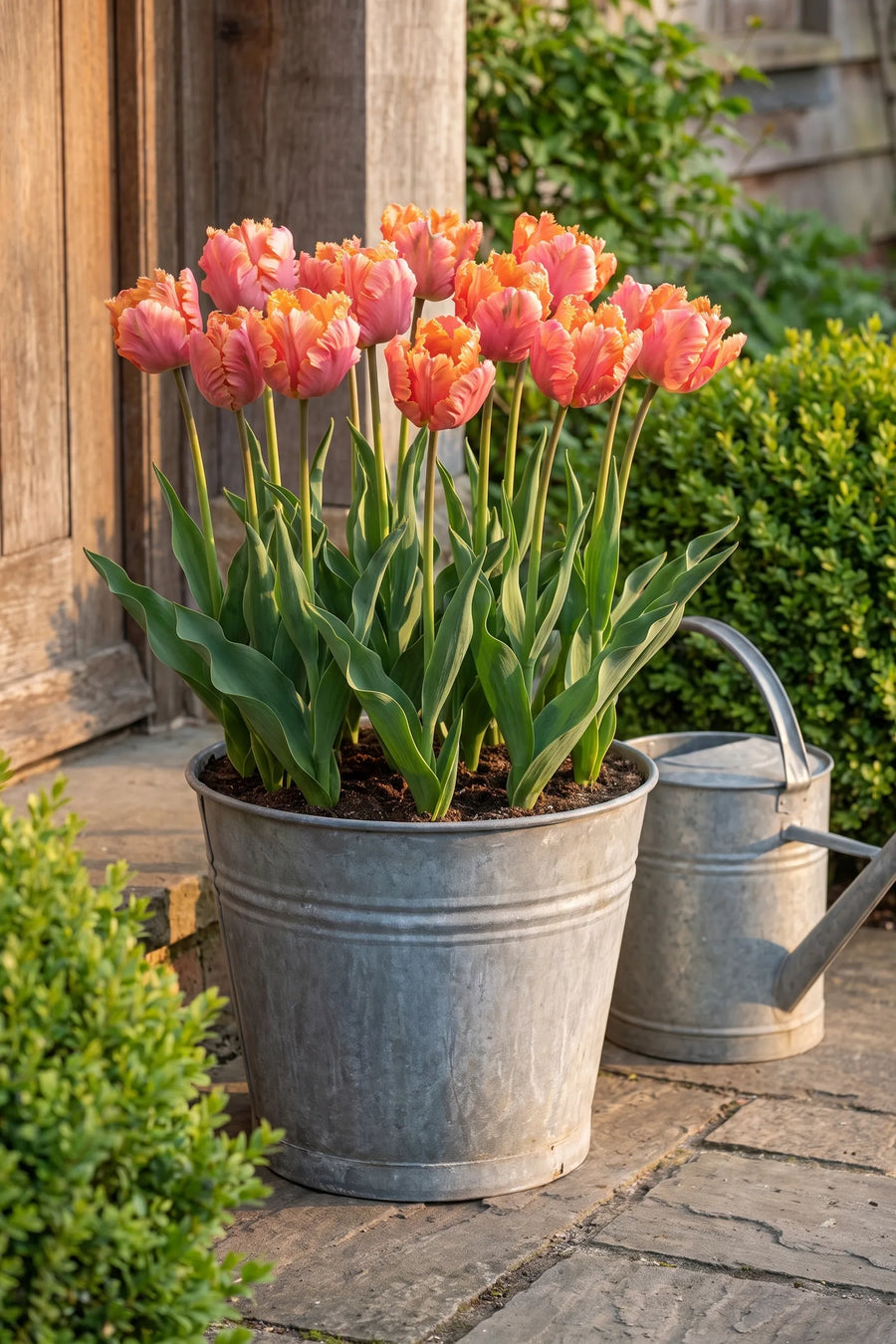 Tulipa Amazing Parrot in een pot op een terras