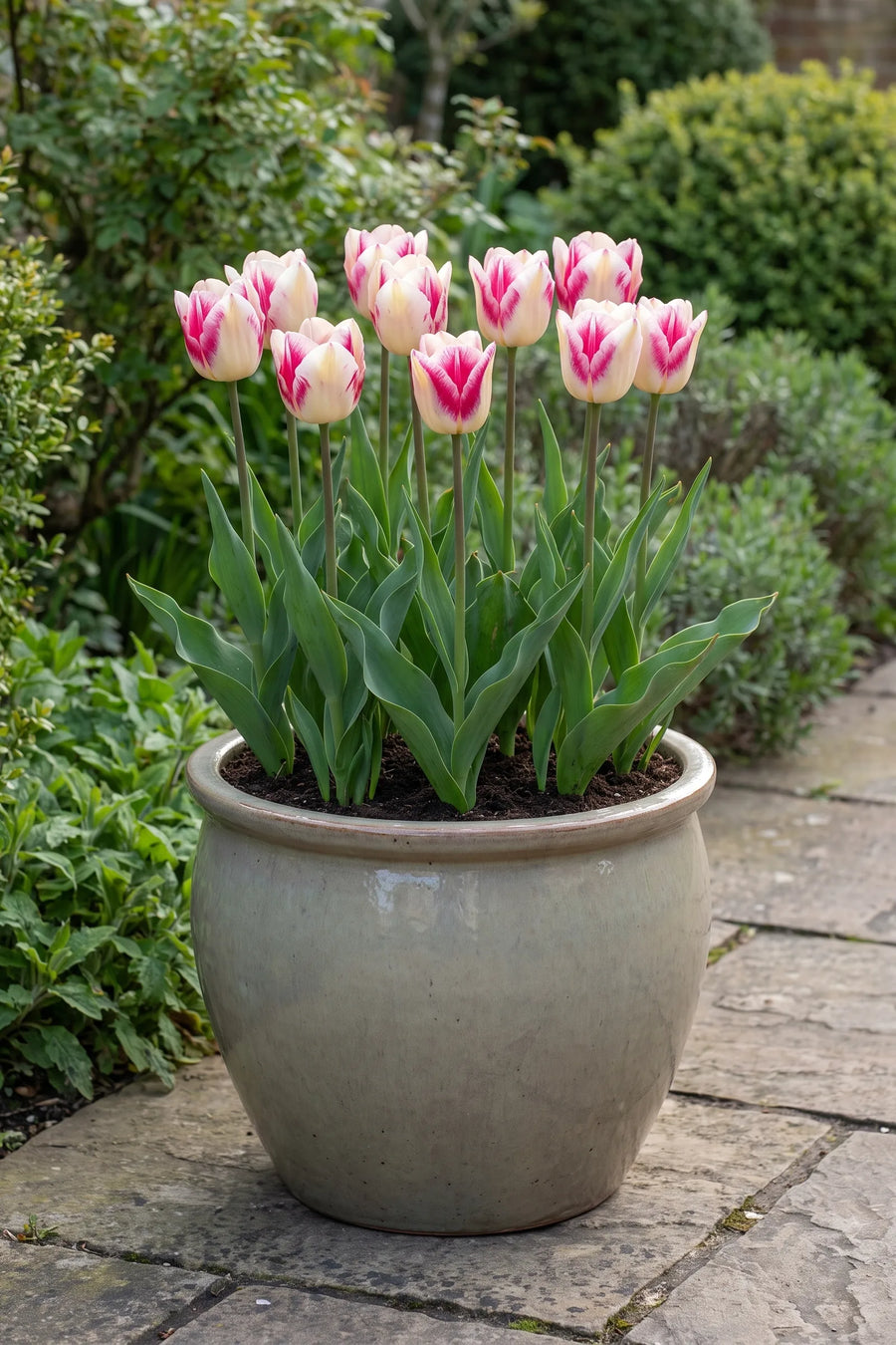 Tulipa Hotpants in een pot op een terras
