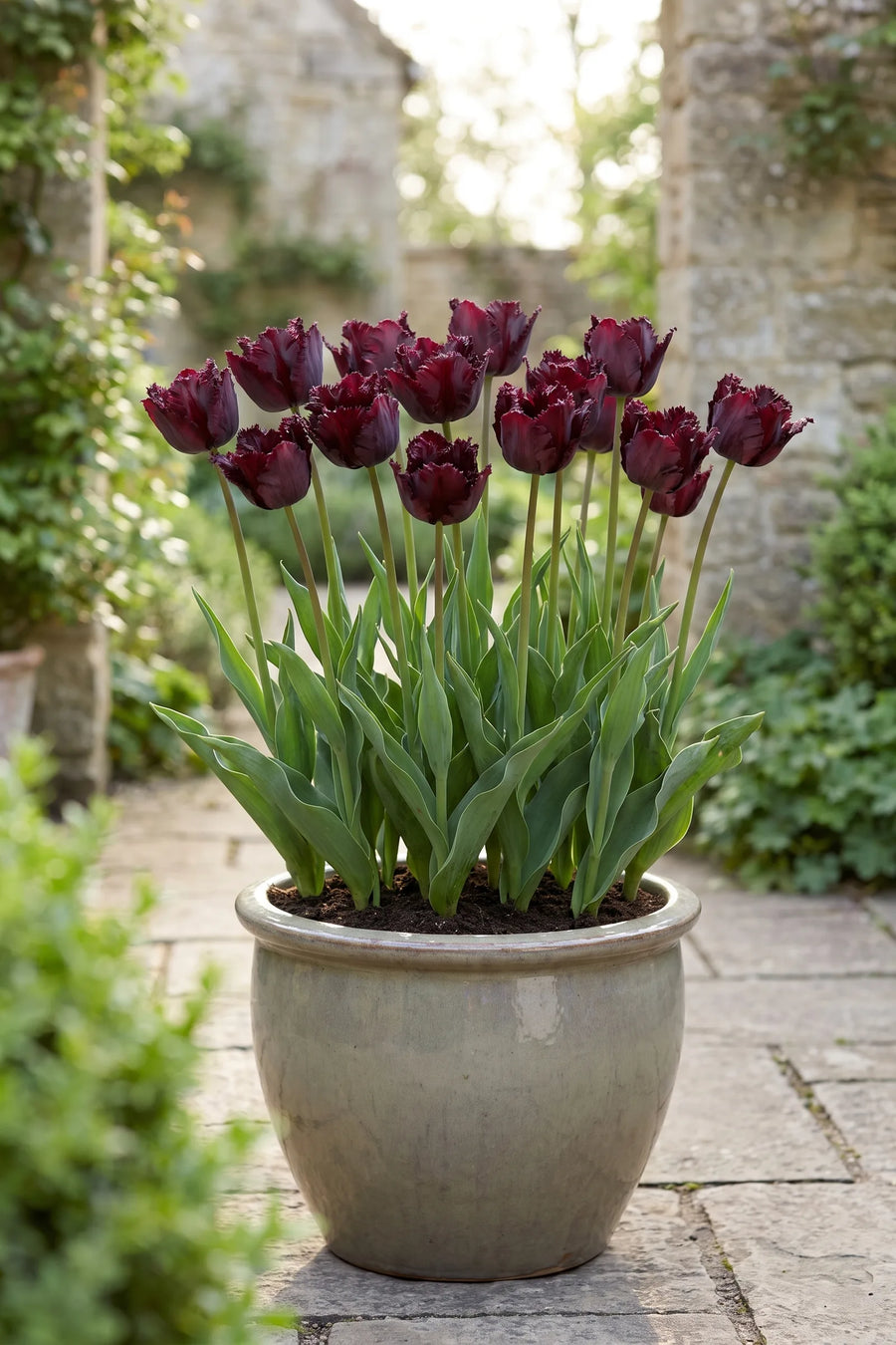 Tulipa Black Parrot in een pot op een terras
