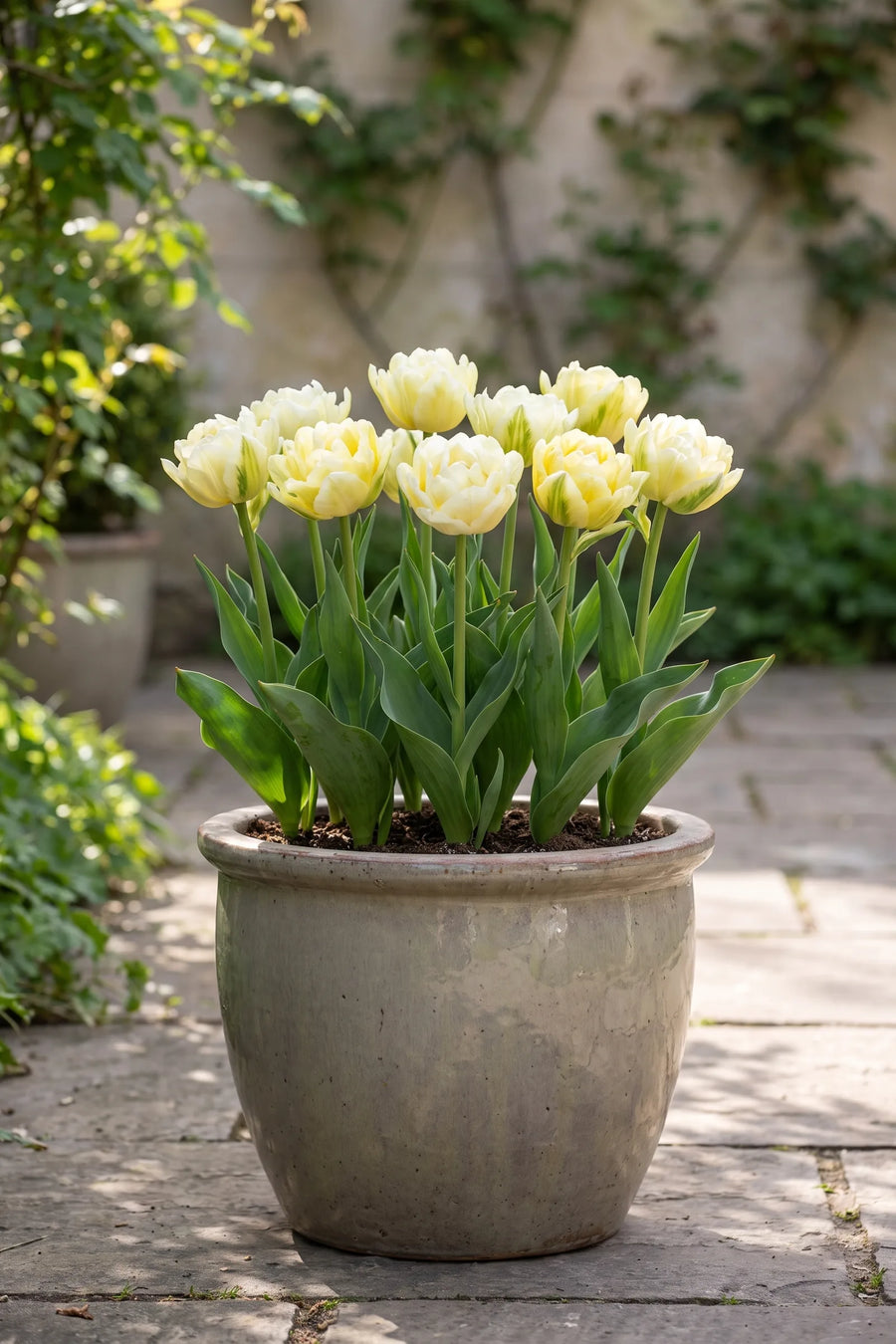 Tulipa Verona in een pot op een terras