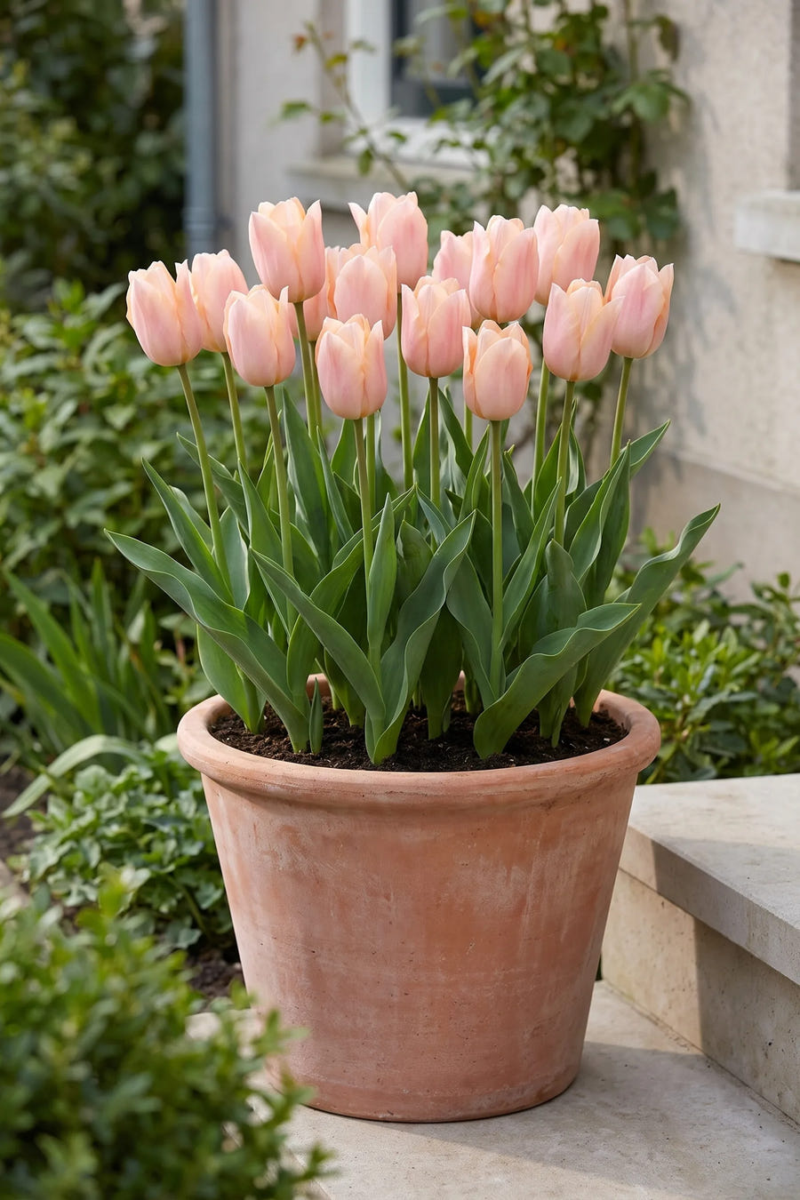Tulipa Apricot Beauty — in pot op terras