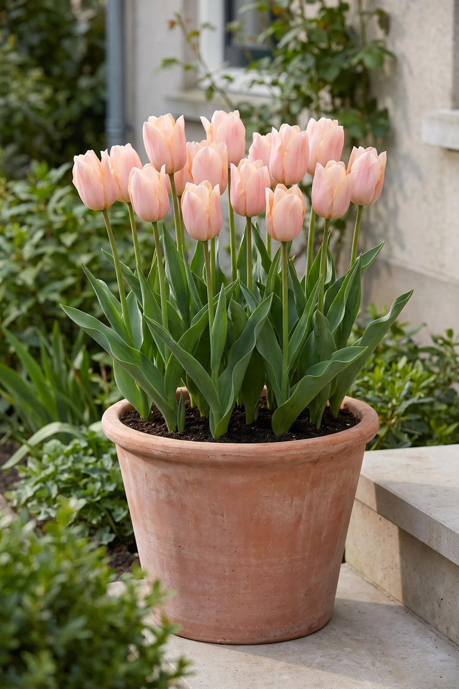 Tulipa Apricot Beauty in een pot op een terras