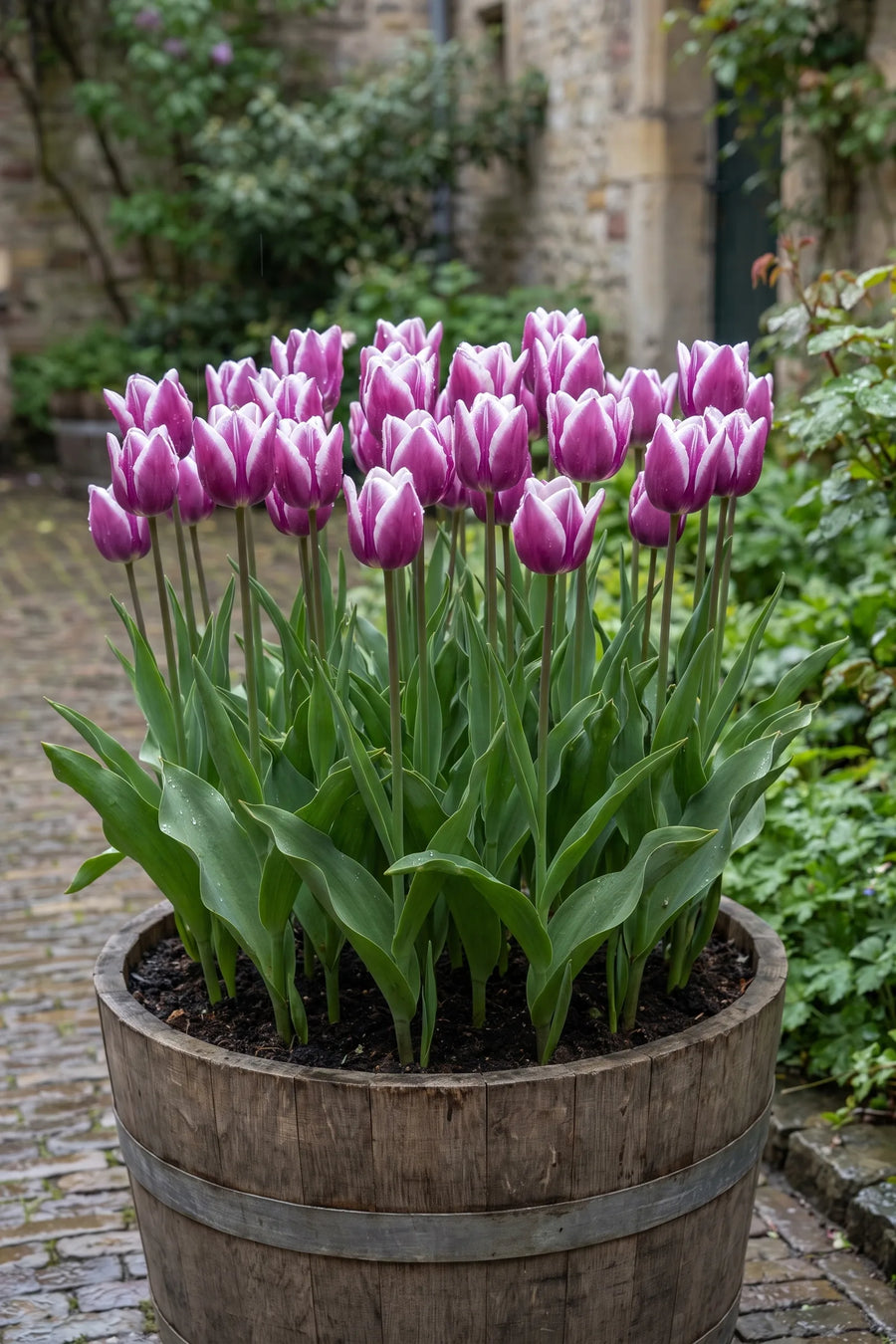 Tulipa Synaeda Blue in een pot op een terras