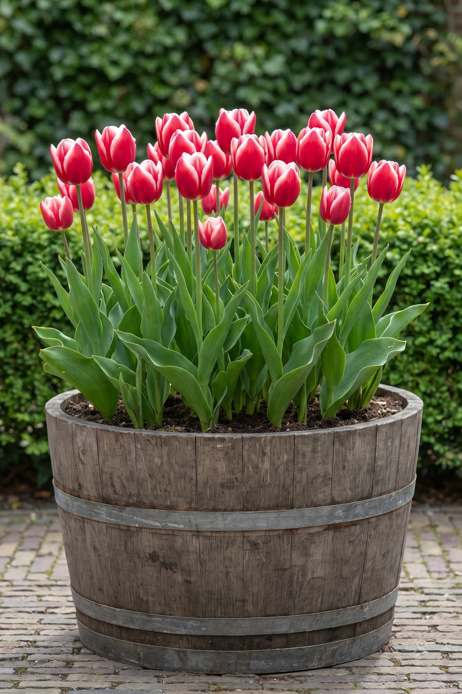 Tulipa Leo Visser in een pot op een terras