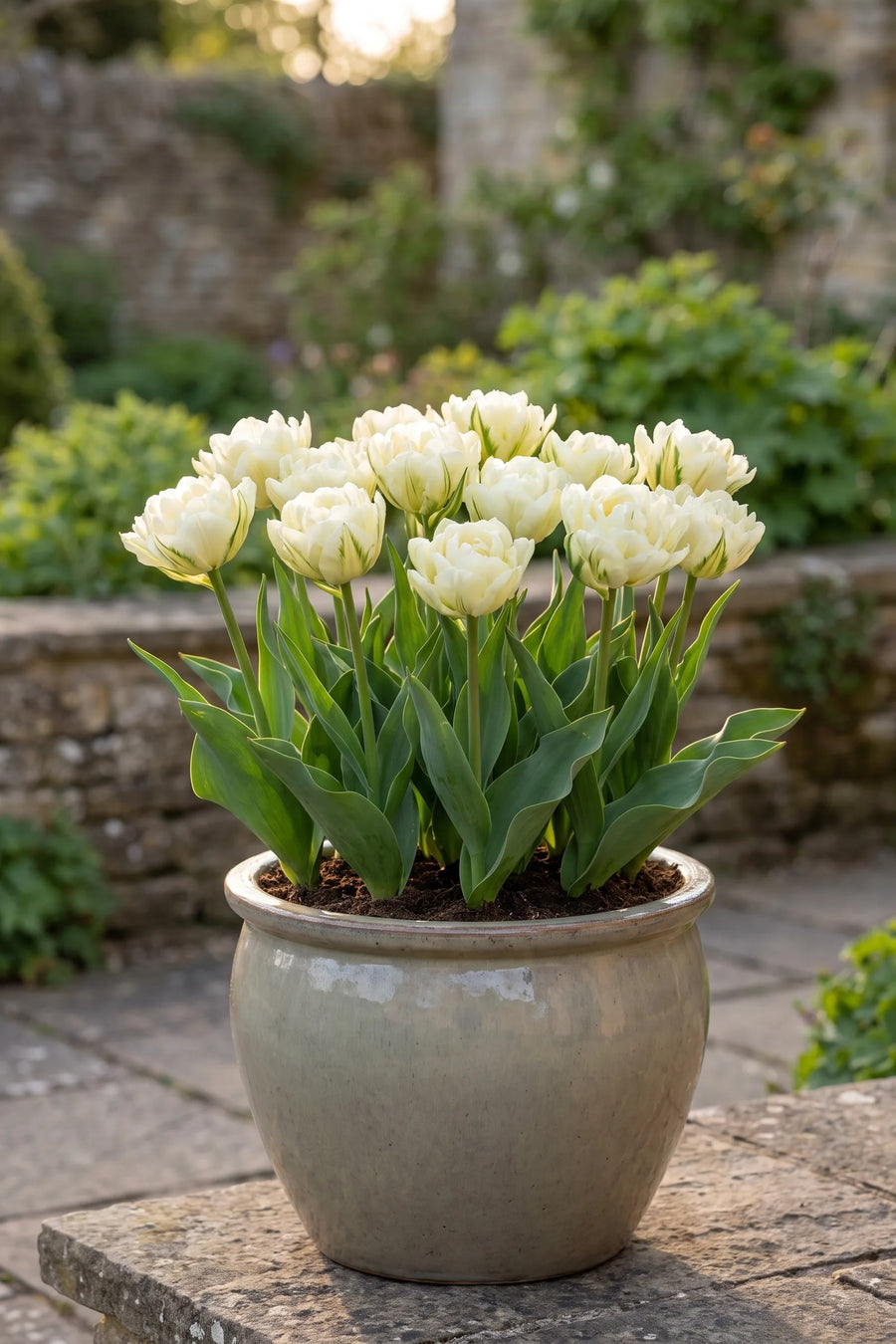 Tulipa Exotic Emperor in een pot op een terras