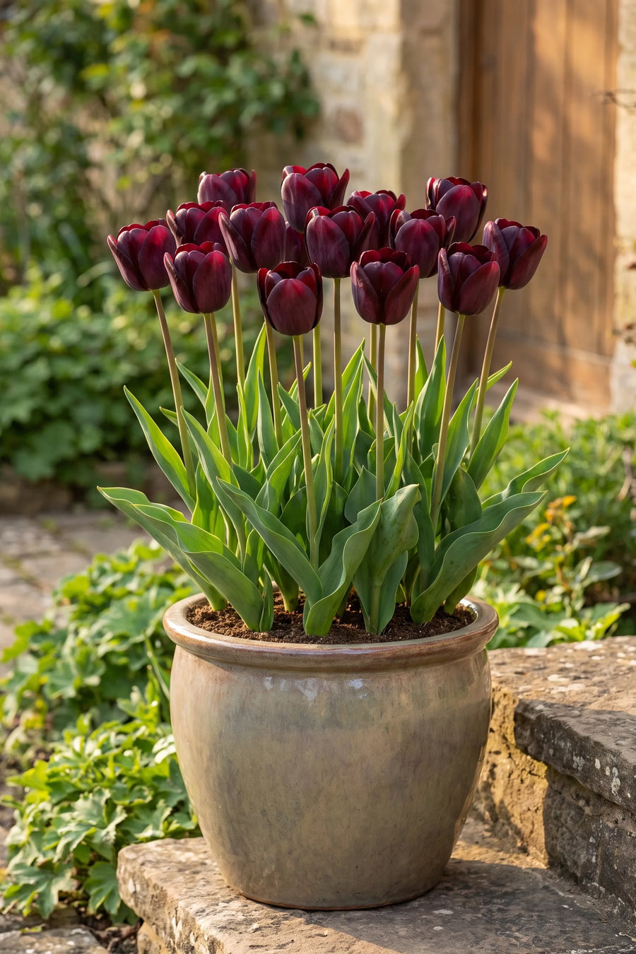 Tulipa National Velvet in een pot op een terras