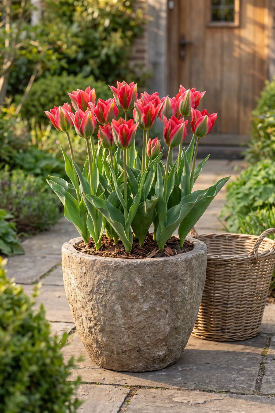 Tulipa Esperanto in een pot op een terras