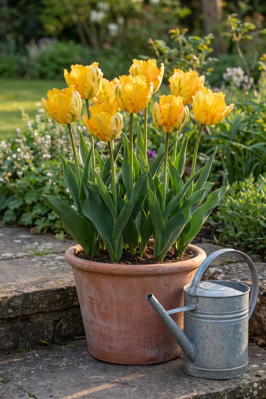 Tulipa Texas Gold in een pot op een terras