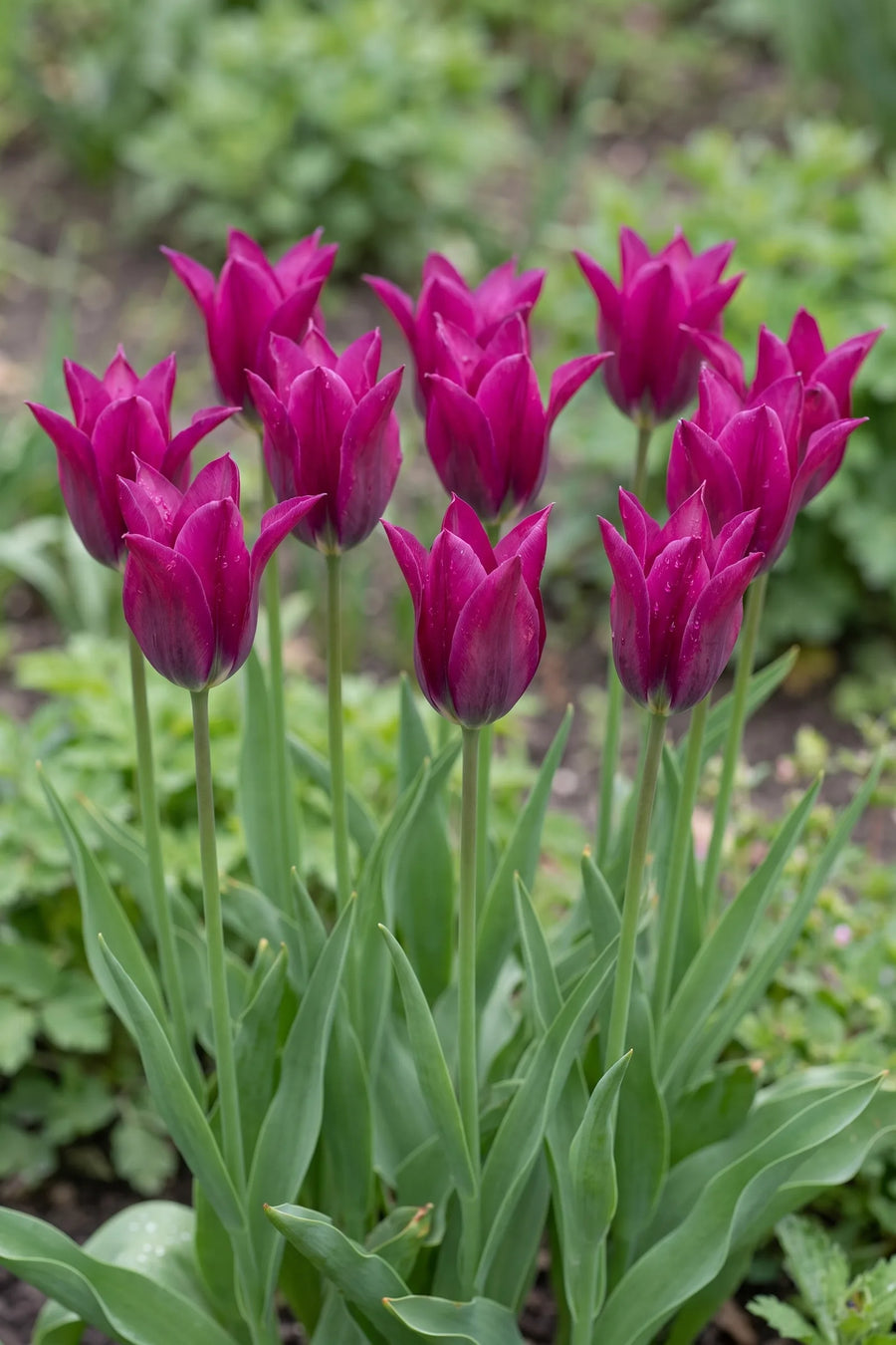 Tulipa Purple Doll vanuit een natuurlijke tuinhoek