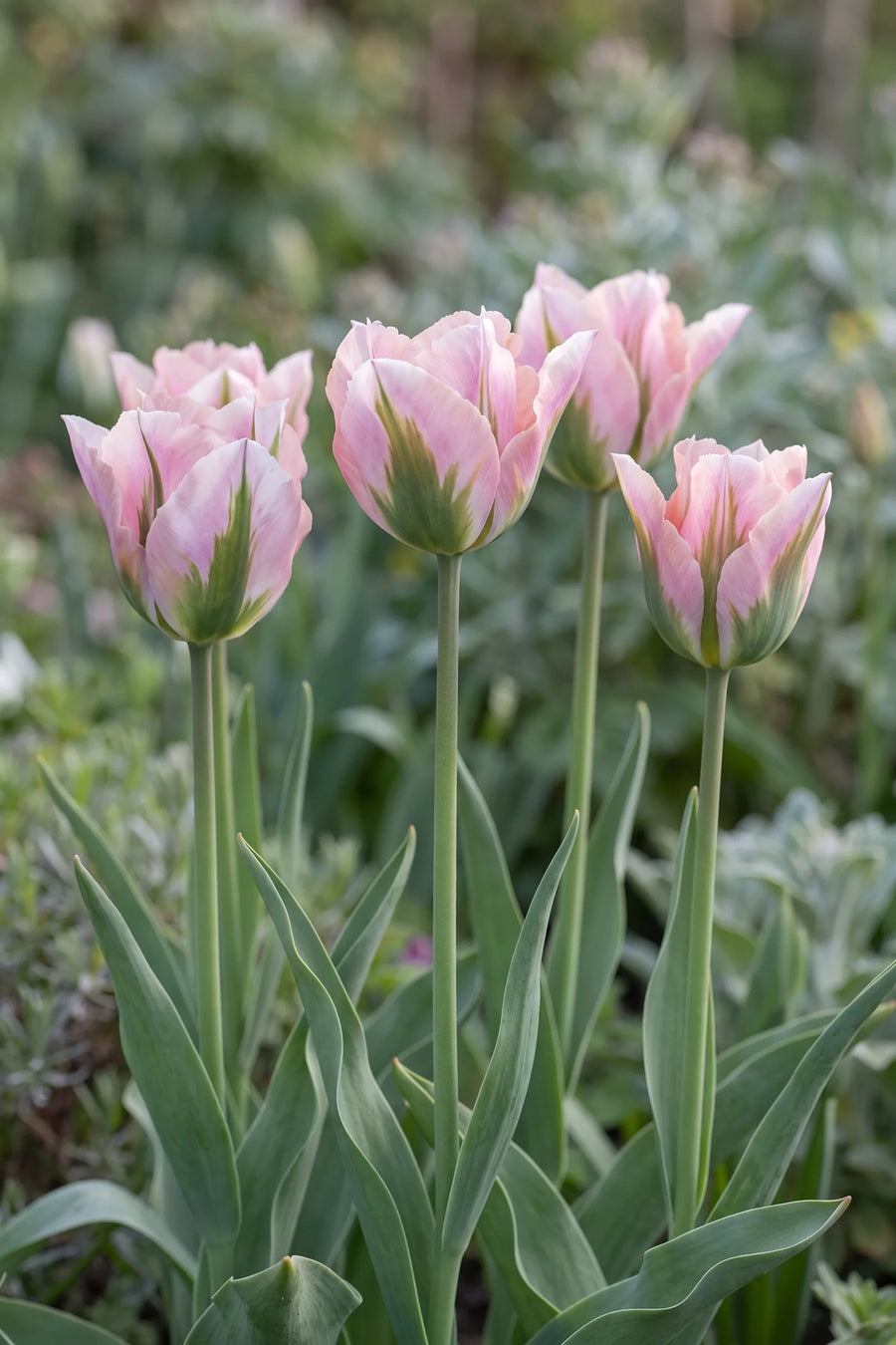 Tulipa China Town vanuit een natuurlijke tuinhoek