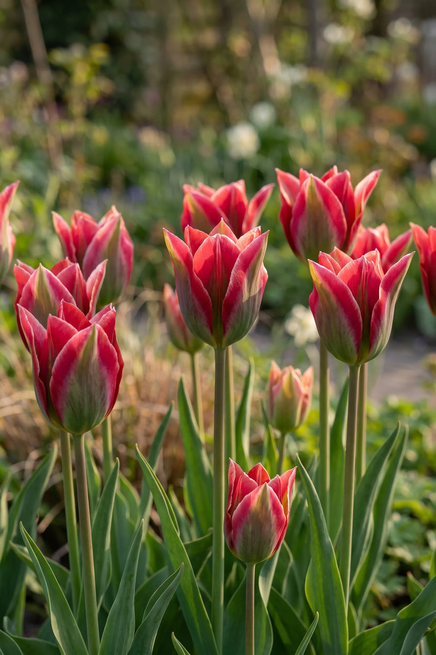 Tulipa Esperanto vanuit een natuurlijke tuinhoek