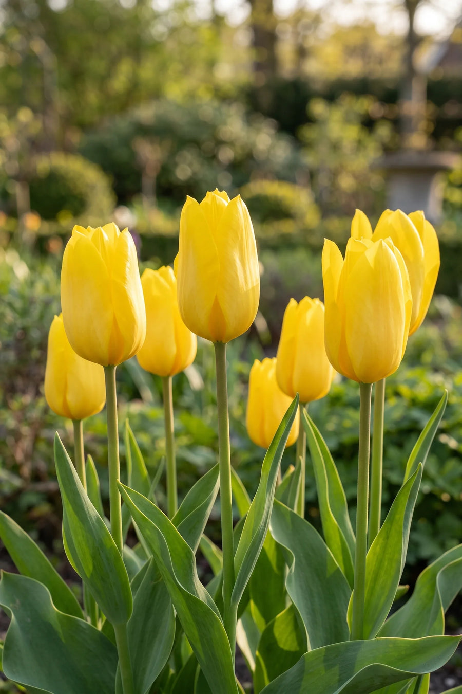 Tulipa Candela vanuit een natuurlijke tuinhoek
