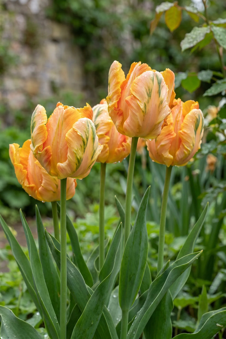Tulipa Parrot King vanuit een natuurlijke tuinhoek