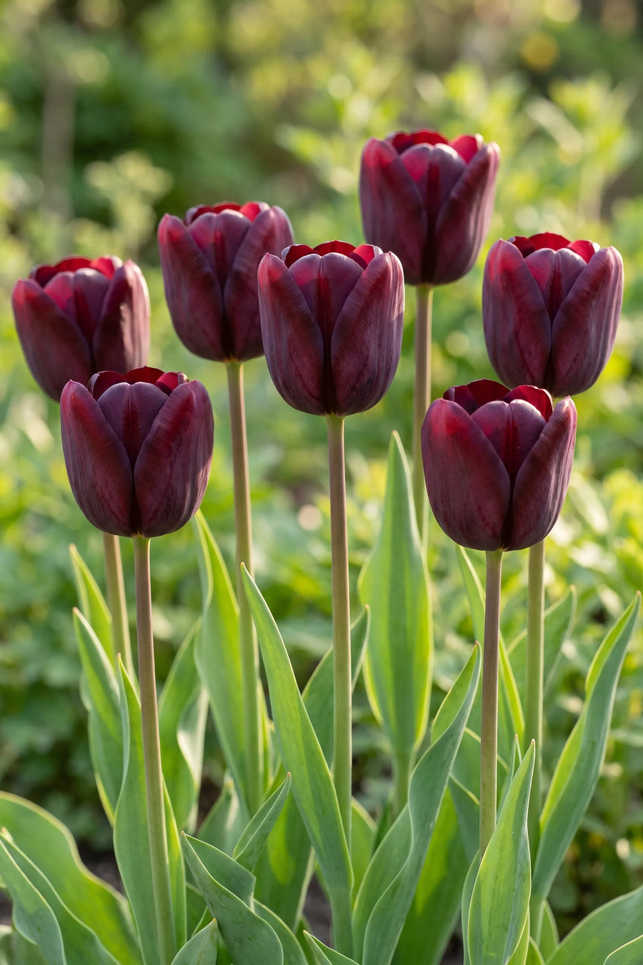 Tulipa National Velvet vanuit een natuurlijke tuinhoek