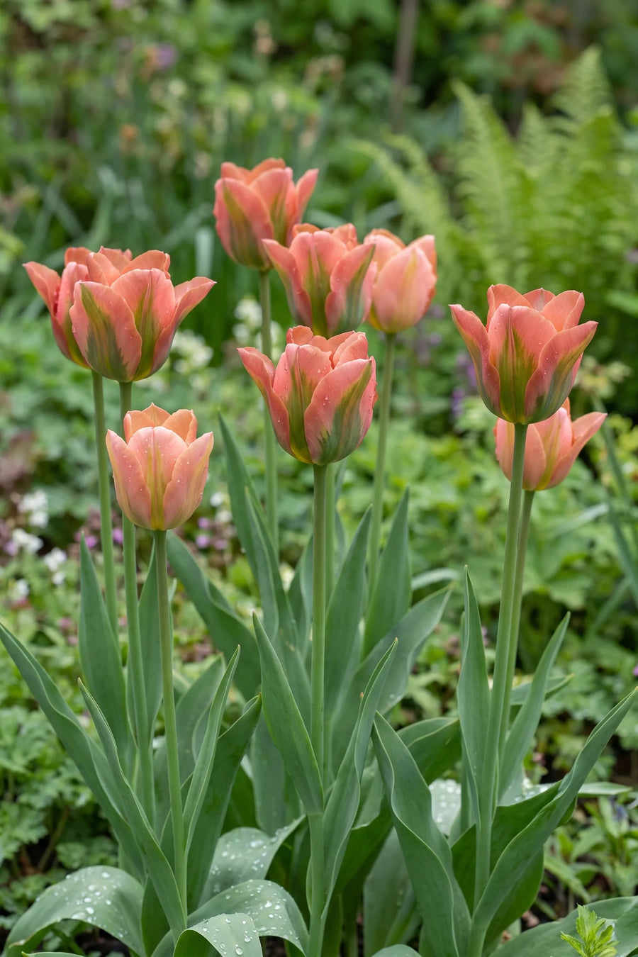 Tulipa Artist vanuit een natuurlijke tuinhoek