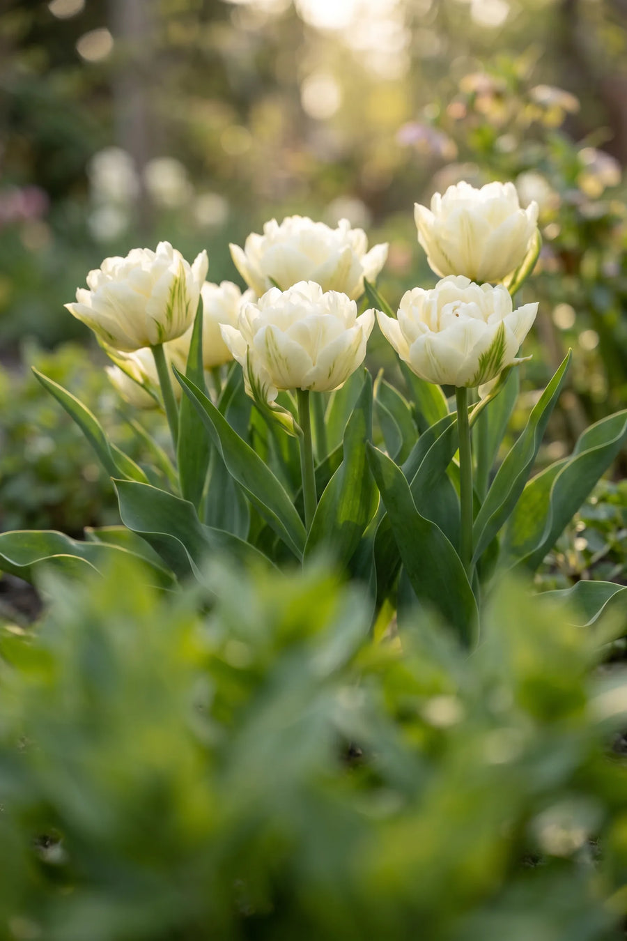 Tulipa Exotic Emperor vanuit een natuurlijke tuinhoek