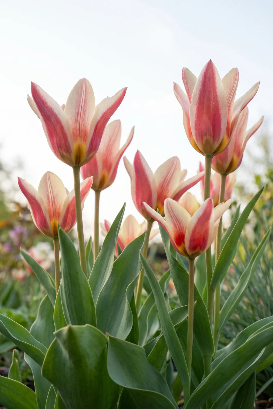 Tulipa Ancilla vanuit een natuurlijke tuinhoek