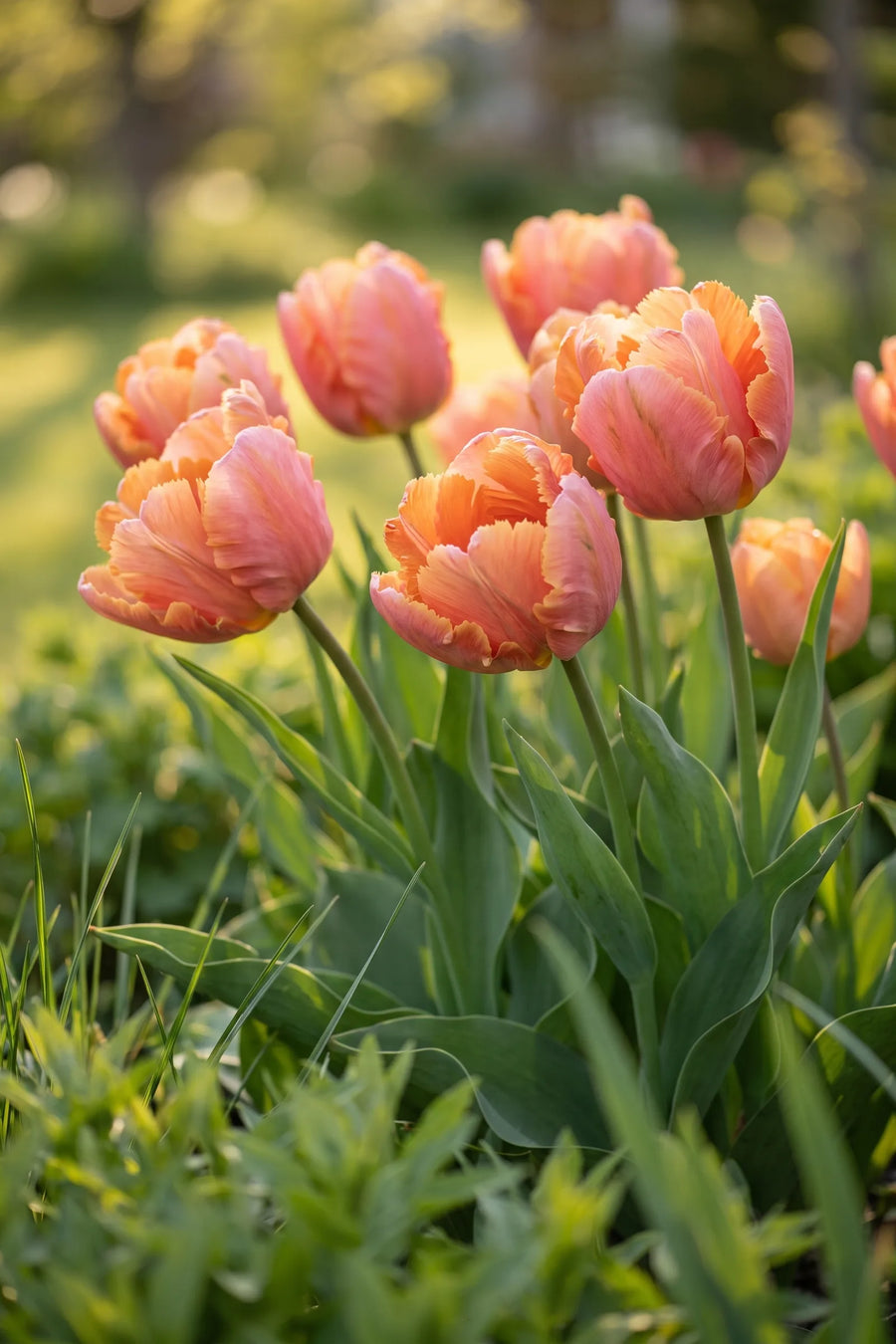 Tulipa Amazing Parrot vanuit een natuurlijke tuinhoek