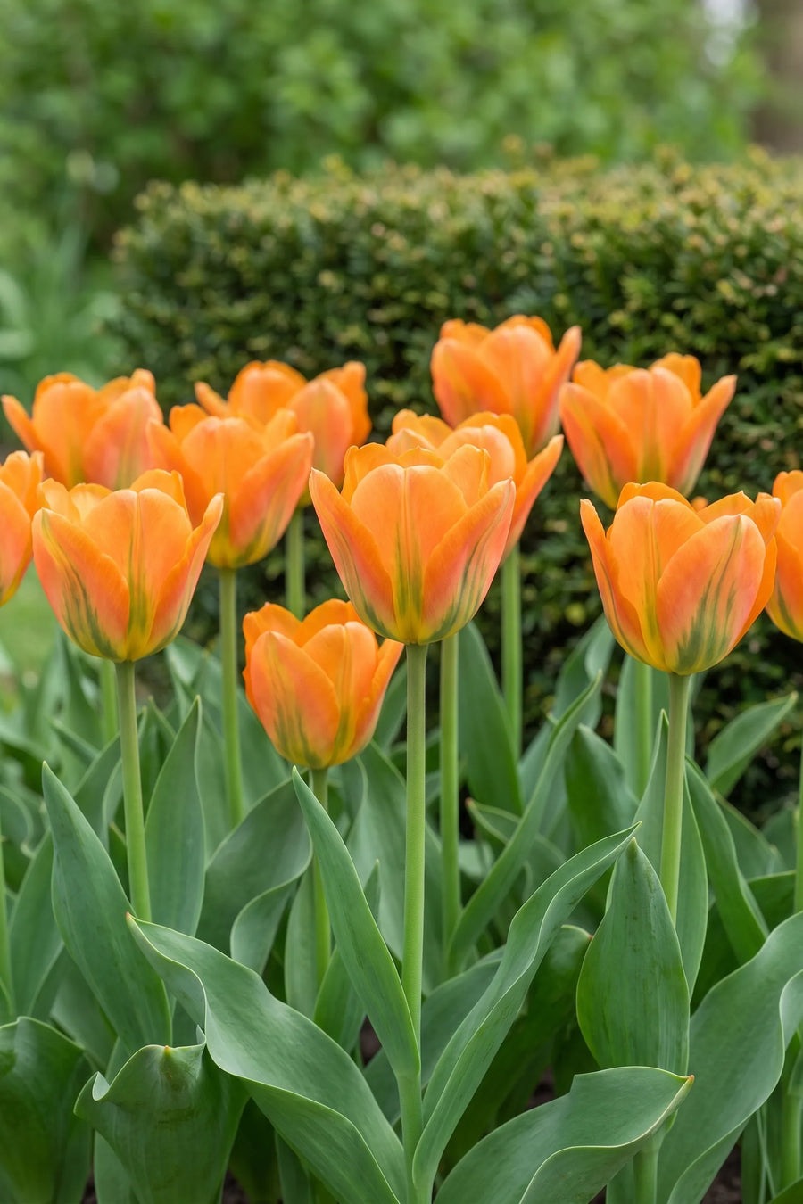 Tulipa Orange Emperor vanuit een natuurlijke tuinhoek