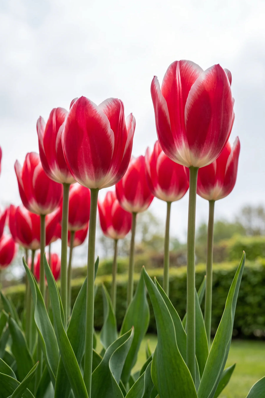 Tulipa Leo Visser vanuit een natuurlijke tuinhoek