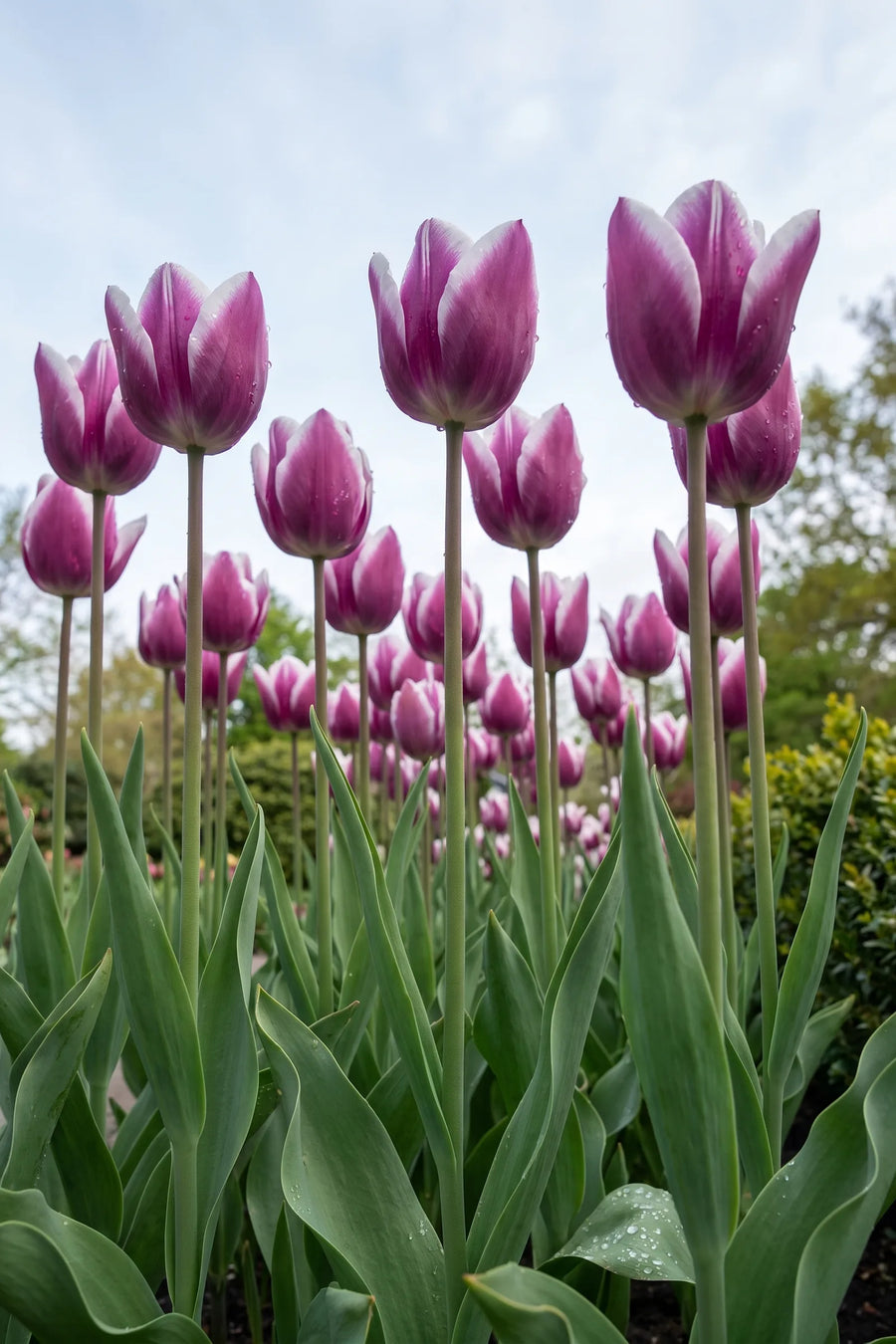 Tulipa Synaeda Blue vanuit een natuurlijke tuinhoek