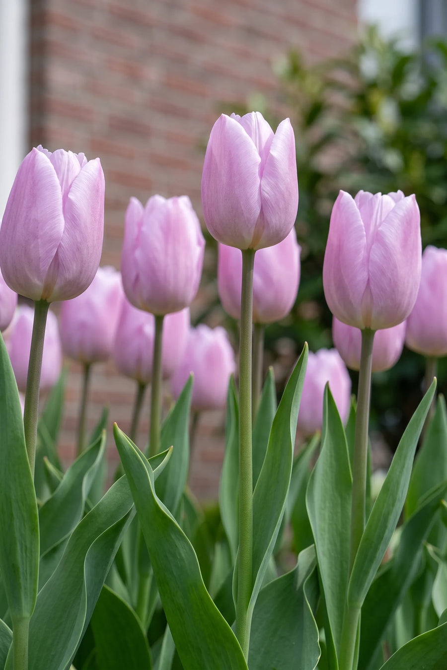 Tulipa Candy Prince vanuit een natuurlijke tuinhoek