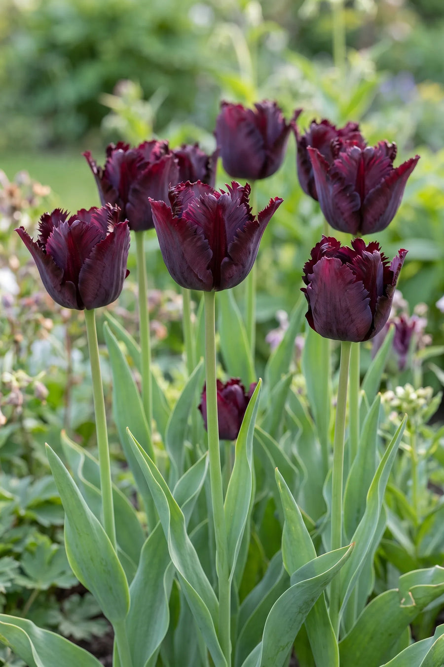 Tulipa Black Parrot vanuit een natuurlijke tuinhoek