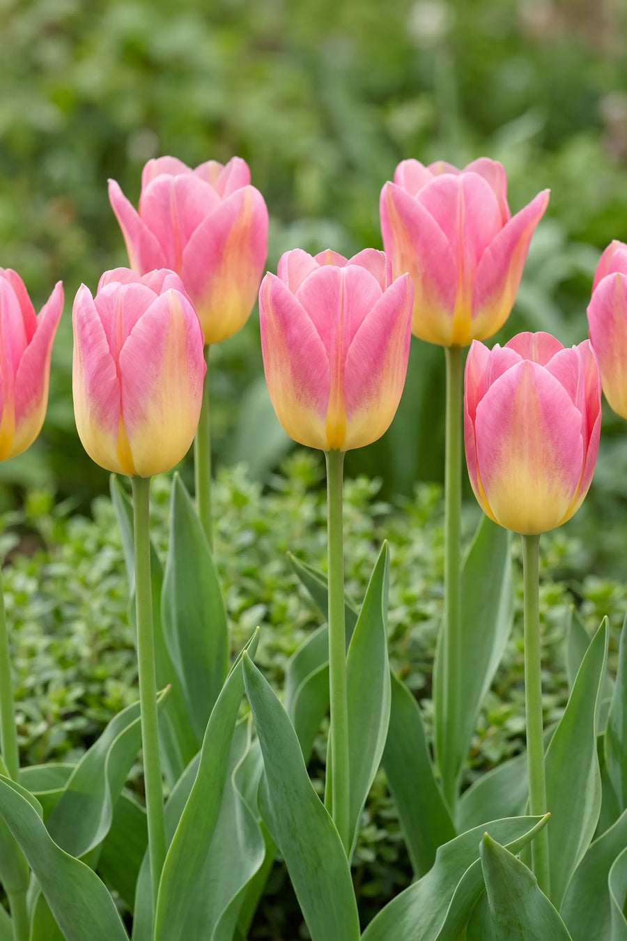 Tulipa Tom Pouce vanuit een natuurlijke tuinhoek