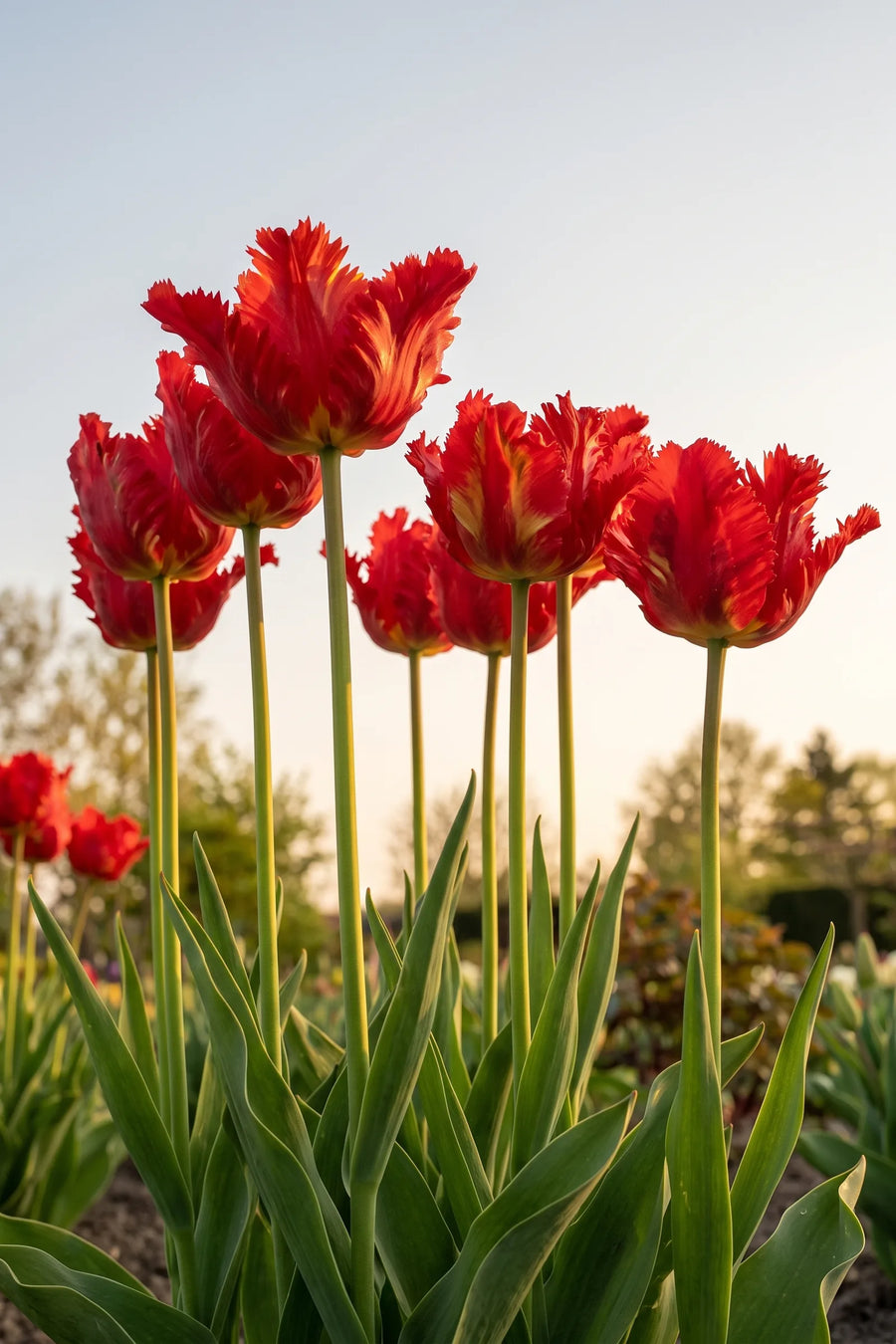 Tulipa Garden Fire vanuit een natuurlijke tuinhoek