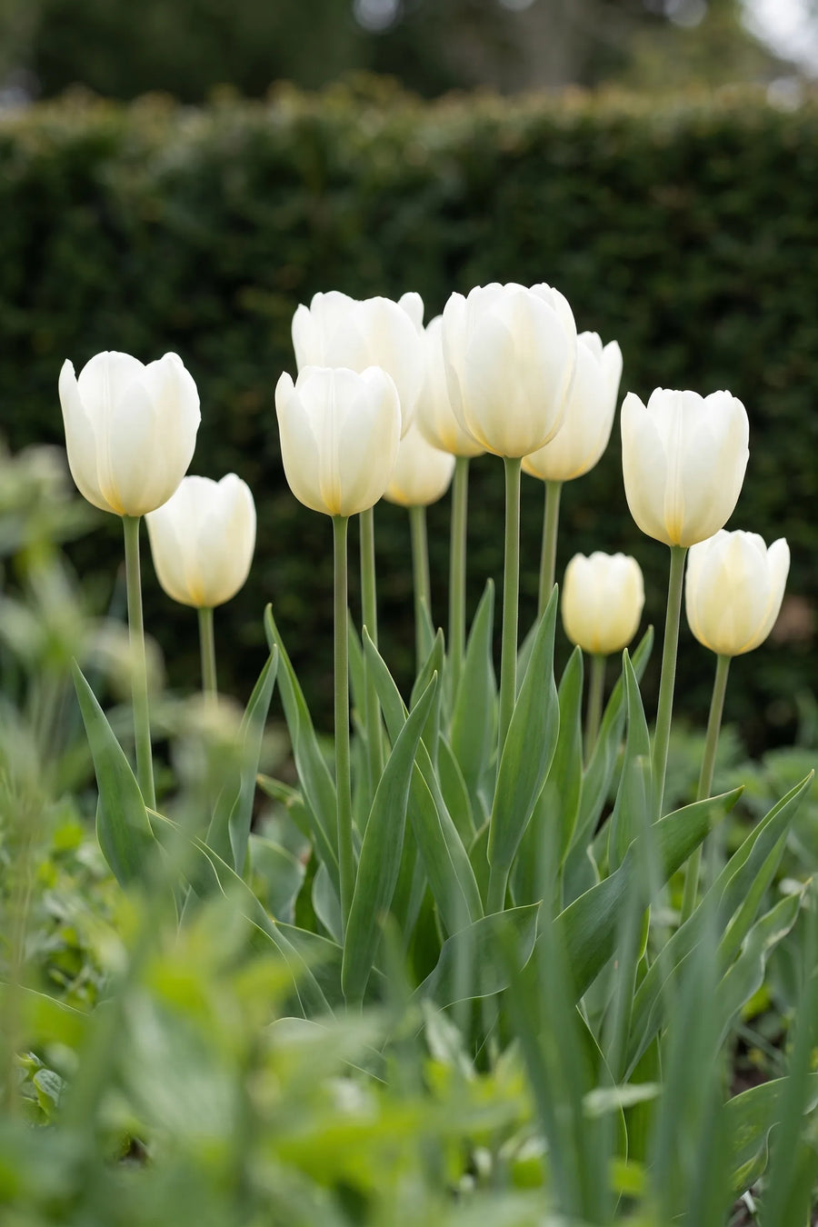 Tulipa Royal Virgin vanuit een natuurlijke tuinhoek
