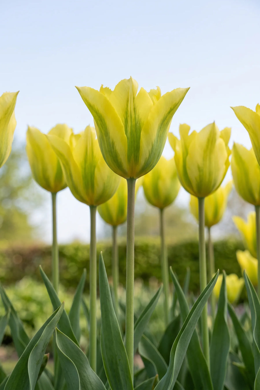 Tulipa Formosa vanuit een natuurlijke tuinhoek
