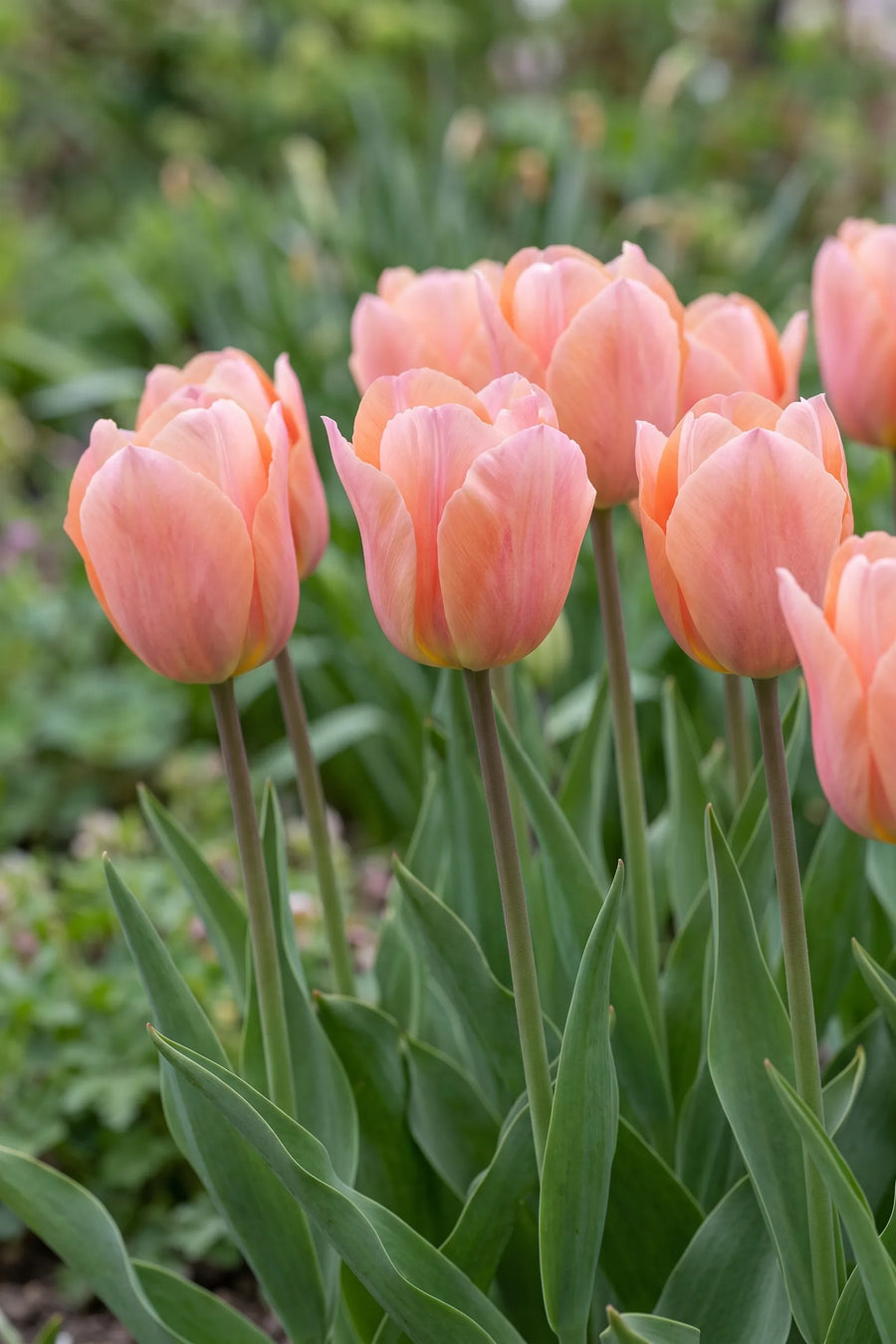 Tulipa Apricot Beauty vanuit een natuurlijke tuinhoek