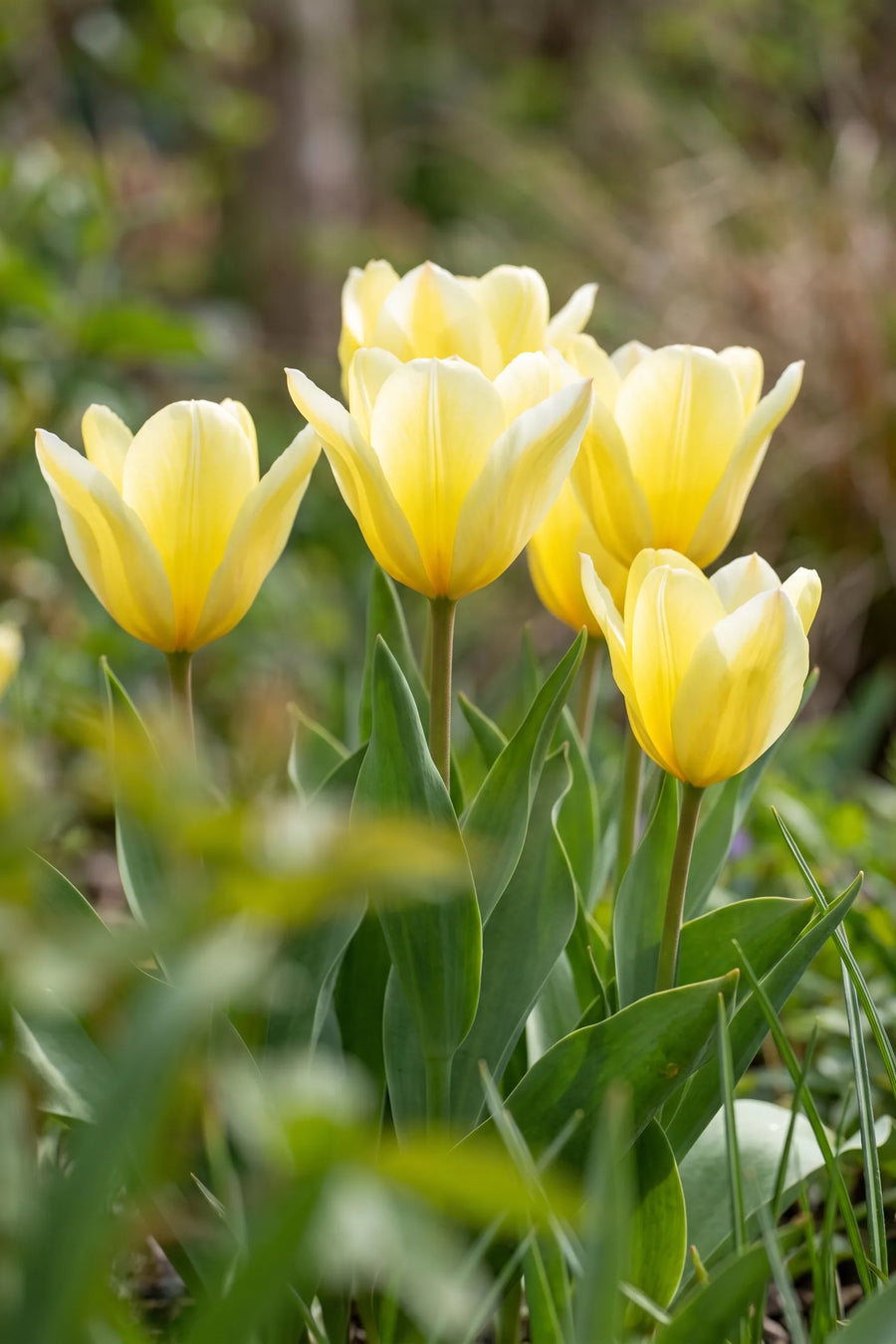 Tulipa Sweetheart vanuit een natuurlijke tuinhoek
