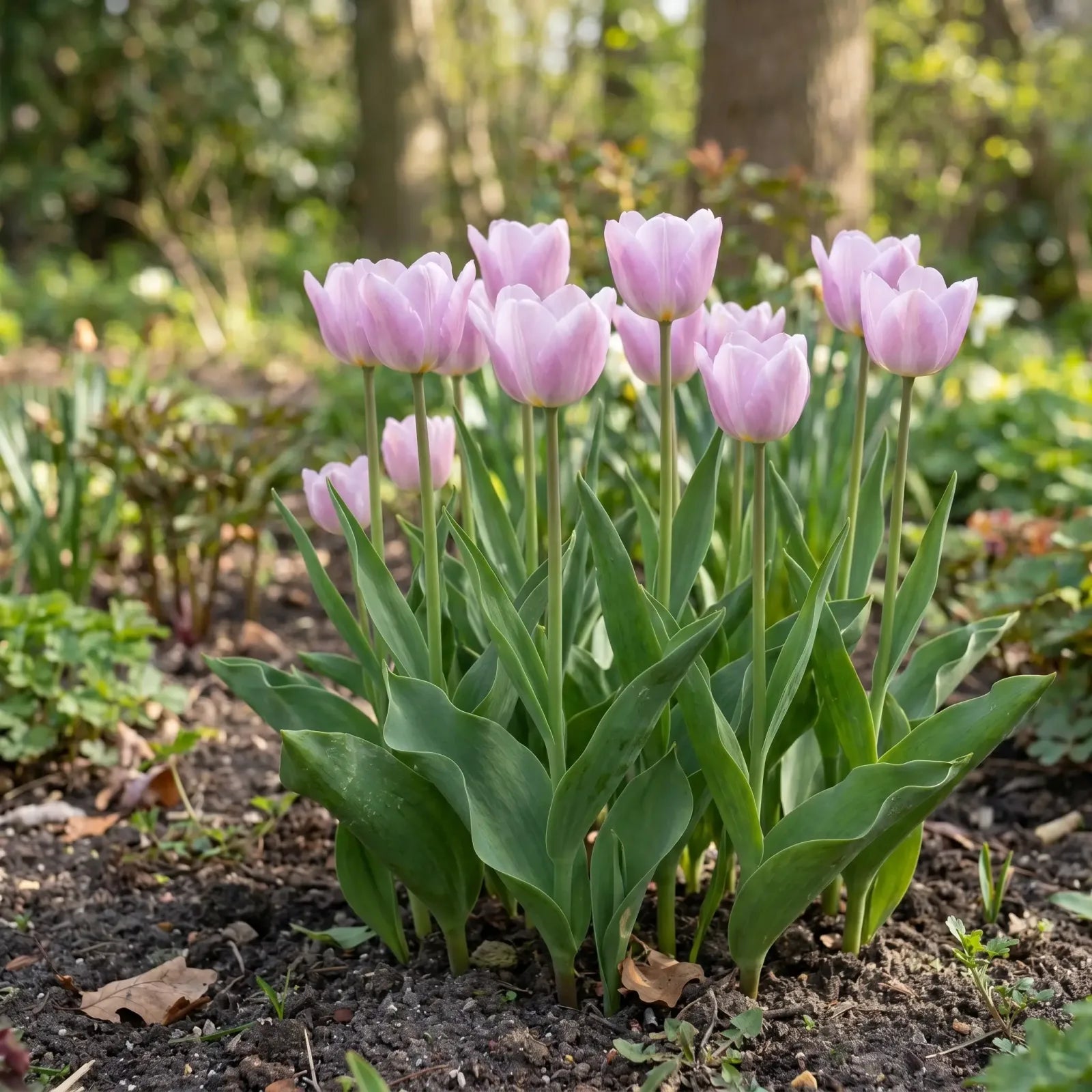 Tulipa Candy Prince natural garden angle