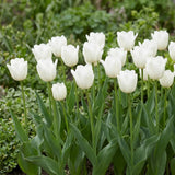 Tulipa Royal Virgin natural garden angle
