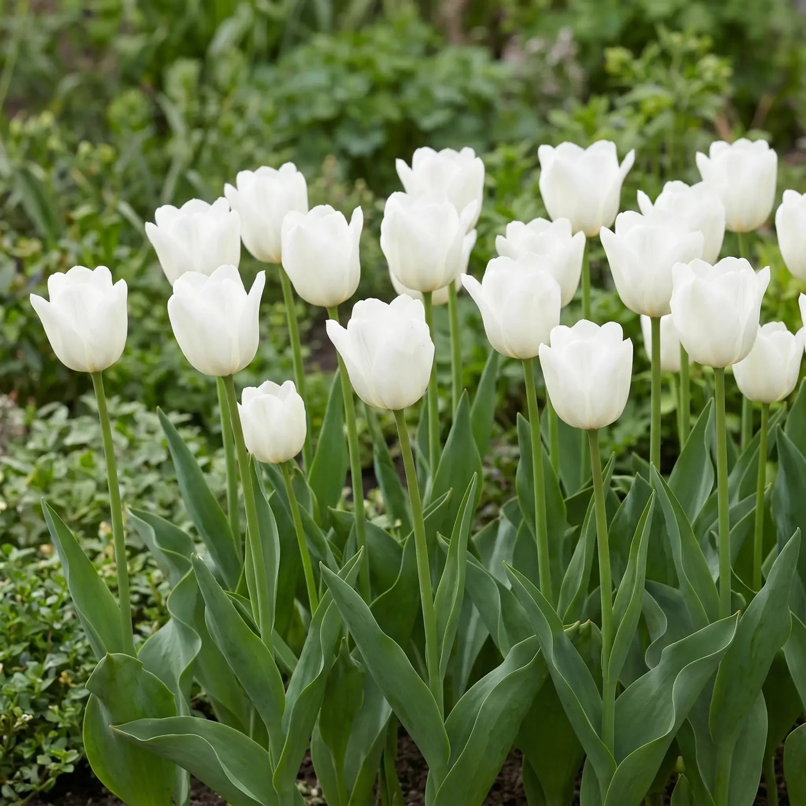Tulipa Royal Virgin natural garden angle