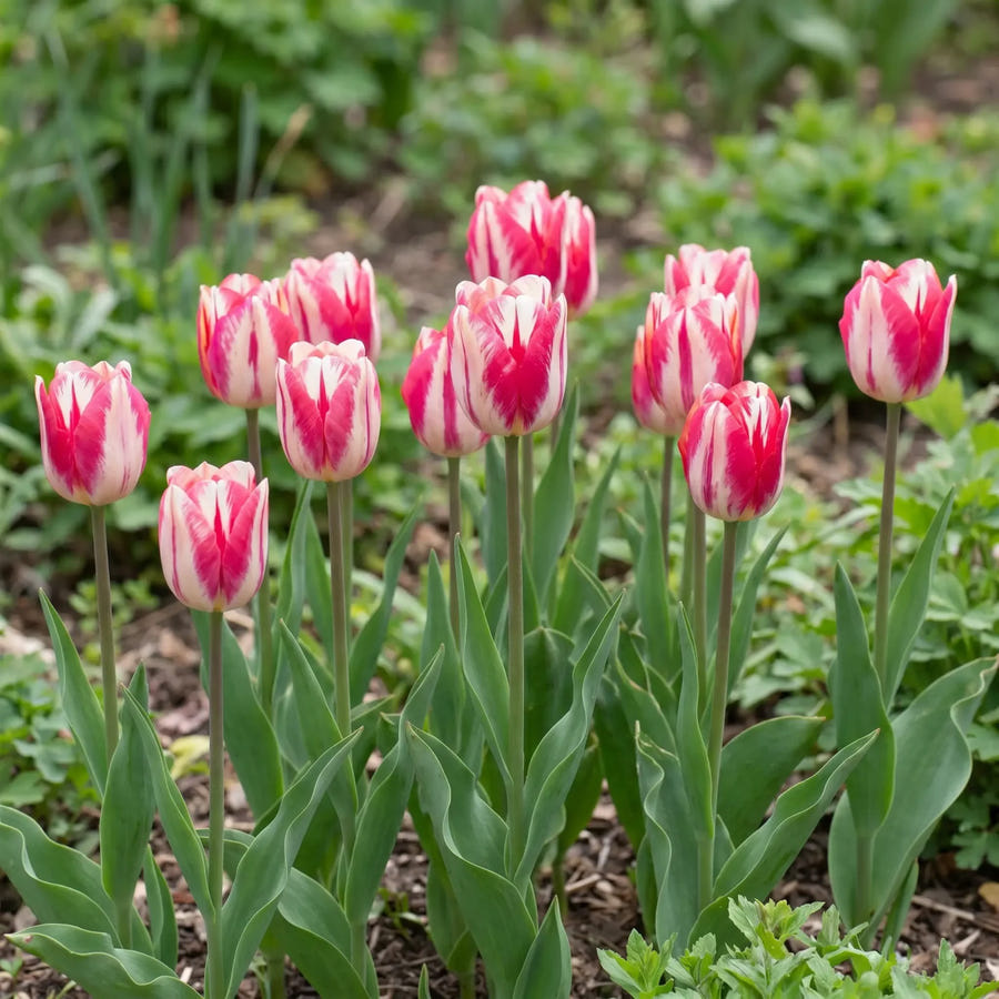 Tulipa Spryng Break natural garden angle