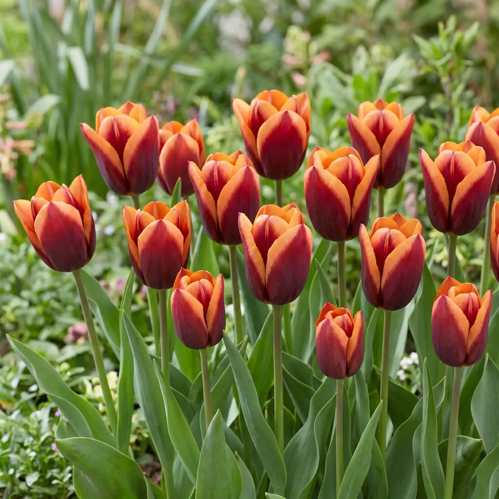 Tulipa Muvota natural garden angle