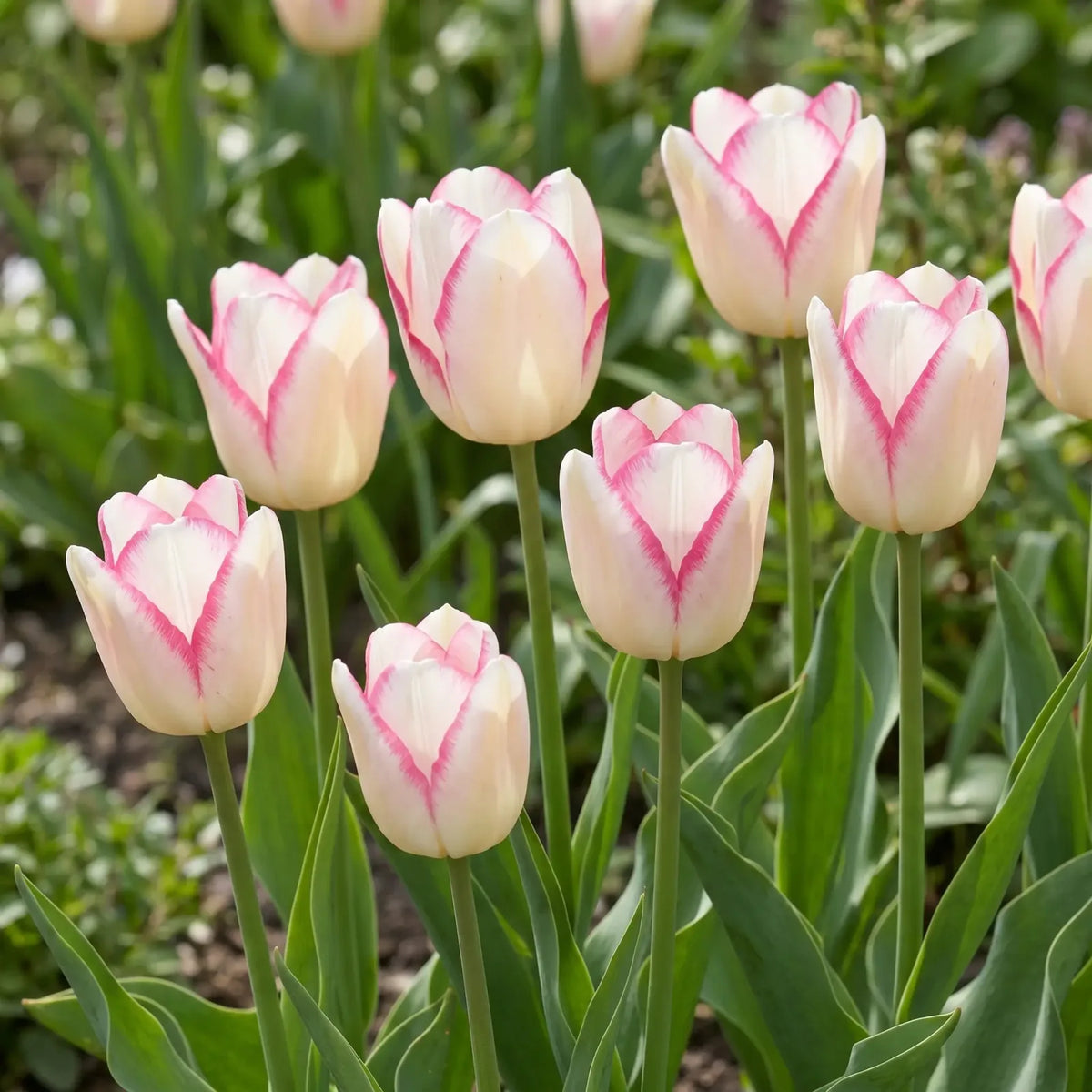 Tulipa Mata Hari natural garden angle